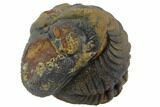 Bumpy Enrolled Morocops (Phacops) Trilobite #86428-2